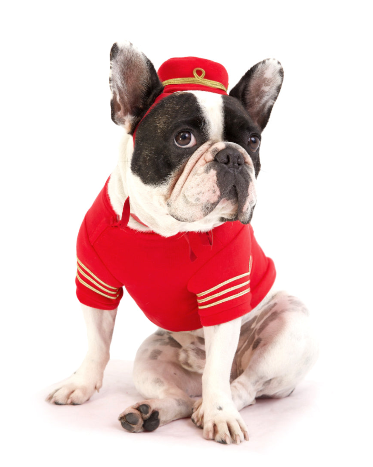 Designer Dog Sweater Cristian Dogs Fashion Clothes Luxury Pet Soft